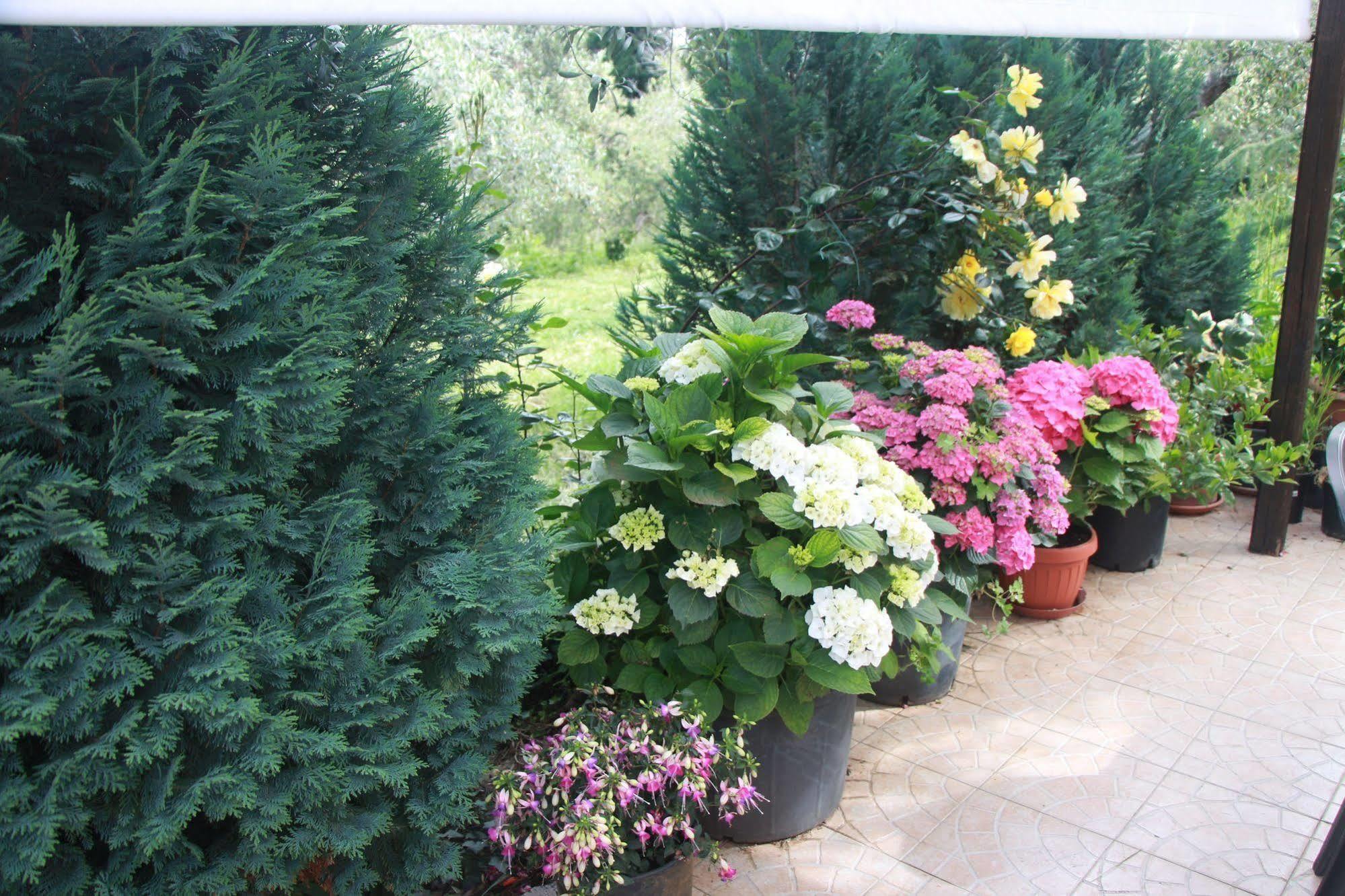 B&B La Terrazza Di Frascati Exterior foto